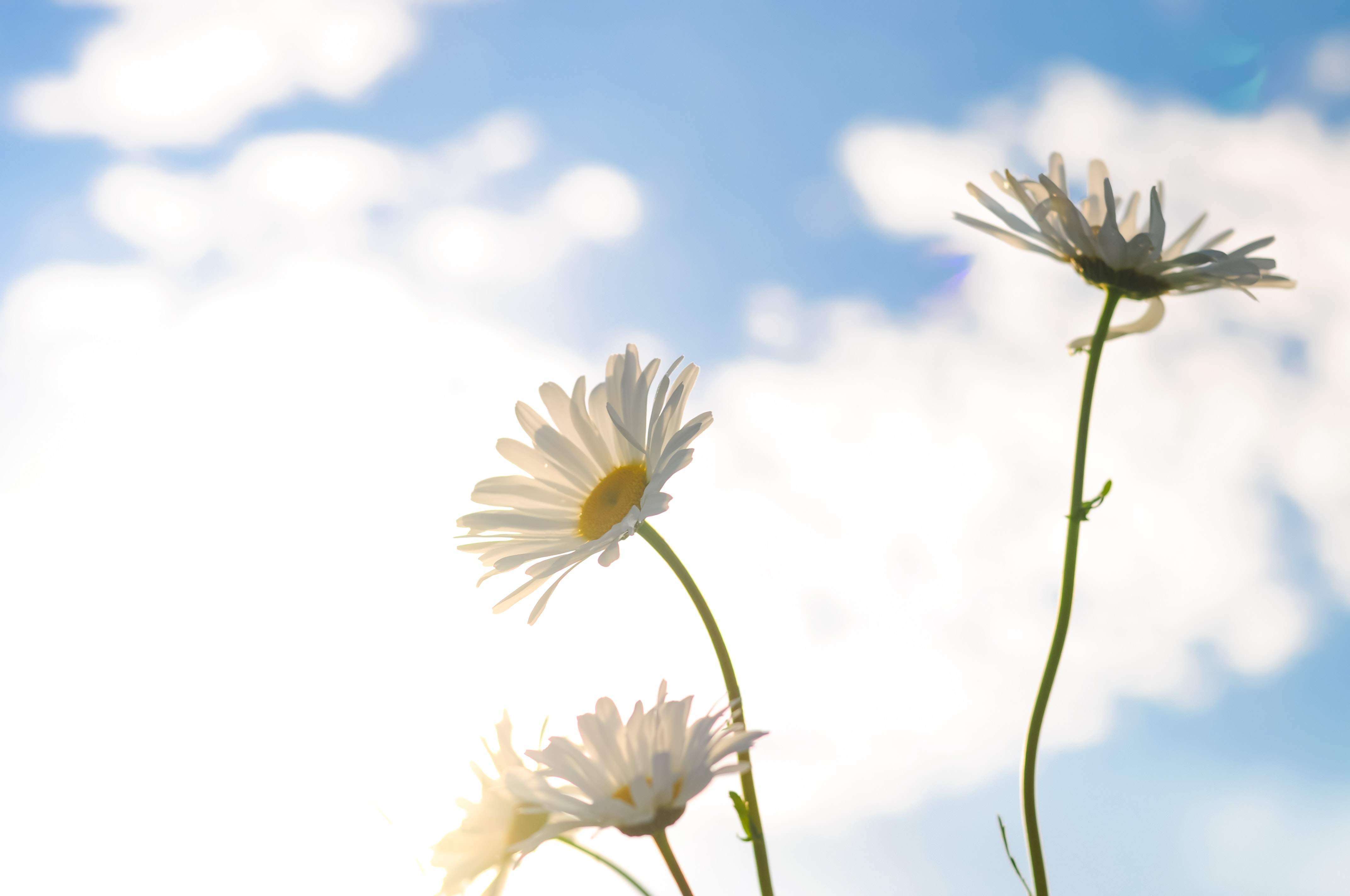 daisy